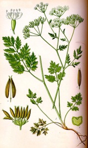 Chérophylle penché (Chaerophyllum temulum L.)